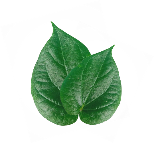 Betel Leaf;Daun Sirih