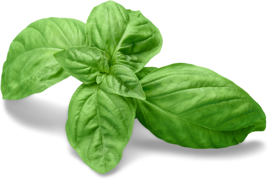 Fresh Basil Leaves