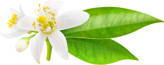 Orange Tree Blossom and Leaves